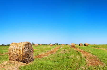 Harvested field with straw balesの写真素材