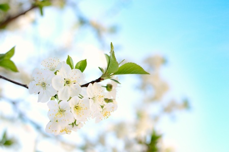 Spring branch of a tree, with blossoming white small flowers 