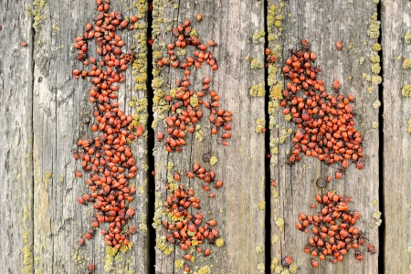 Heap of fire bugs on old wooden plank