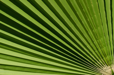 Green palm leaf with radial veins close up