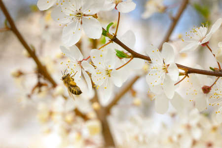 Honey bee flying to the white cherry blooming flowers on the tree branch.