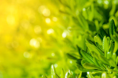 Bush green leaves in garden at summer. Garden foliage with bokeh. Can be used as spring background...