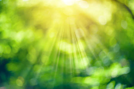 Abstract blurred foliage background with bokeh for designs. Sun in the blurry green leaves...