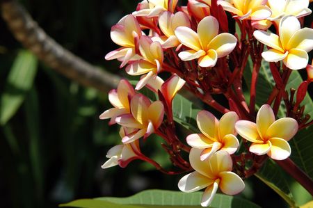 Small nice tropical flowers - frangipanni の写真素材