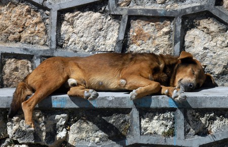 Dog sleeping on the street in San Cristobalの写真素材
