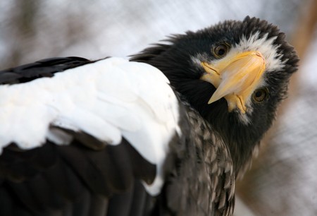 Steller's  sea eagle - Haliaeetus pelagicusの写真素材