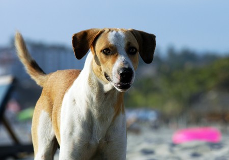 Dog running on the beach of Puerto Escondidoの写真素材