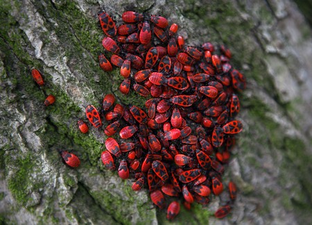 Many red and black firebugs on the treeの写真素材