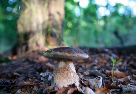 Wild mushroom growing in forest in dry leavesの写真素材