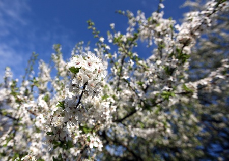 Blossom of cherry tree flowers in spring background 