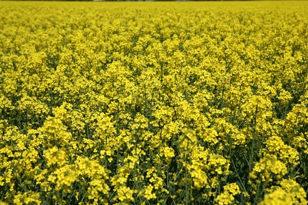 A field with flowering yellow oilseed rapeseed 
