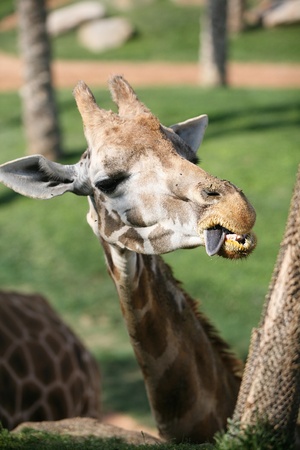 Giraffe in biopark Valenciaの写真素材