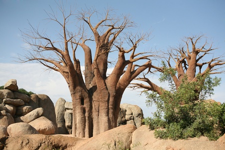 Baobab trees in Biopark Valenciaのeditorial素材