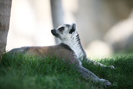 Lemur is resting in Biopark Valencia
