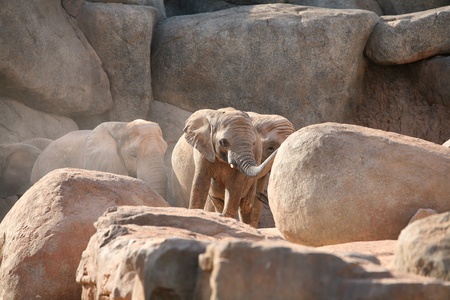 Group of elephants are playing with sand. 
の写真素材