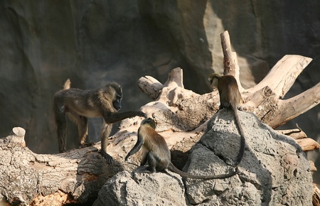 Baboons play game with your little friends.のeditorial素材