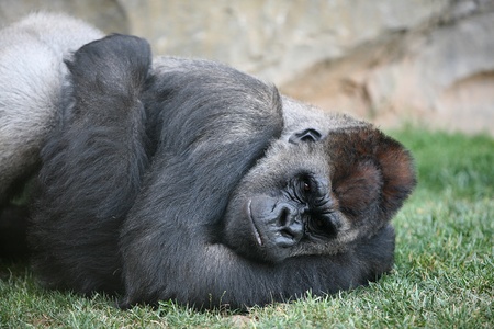 Gorilla is resting on grass in Biopark Valencia
の写真素材