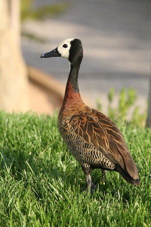 Drake with white head in Biopark Valenciaの写真素材