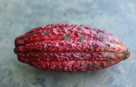A detail view of ripe cocoa pod in Huayhuantillo village near Tingo Maria in Peru, 2011の写真素材