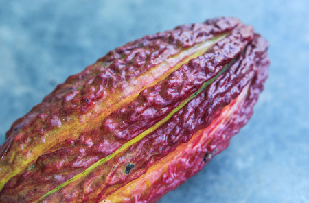 A detail view of ripe cocoa pod in Huayhuantillo village near Tingo Maria in Peru, 2011の写真素材