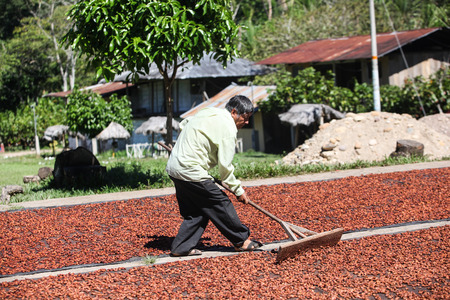 HUAYHUANTILLO, PERU - JUNE 21: A view of a man who adjusts collection point in Huayhuantillo village near Tingo Maria in Peru, 2011.のeditorial素材
