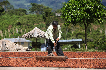 HUAYHUANTILLO, PERU - JUNE 21: A view of a man who adjusts collection point in Huayhuantillo village near Tingo Maria in Peru, 2011.のeditorial素材