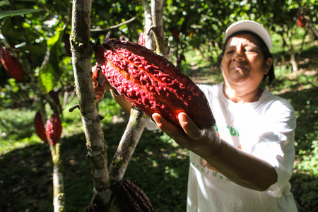 HUAYHUANTILLO, PERU - JUNE 21: A view of people who collects cocoa pods in Huayhuantillo village near Tingo Maria in Peru, 2011.のeditorial素材