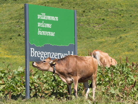 SCHOCKEN, AUSTRIA, JUNE 30: Some cows standing by the Bregenzerwald sign in Austria, 2015.のeditorial素材