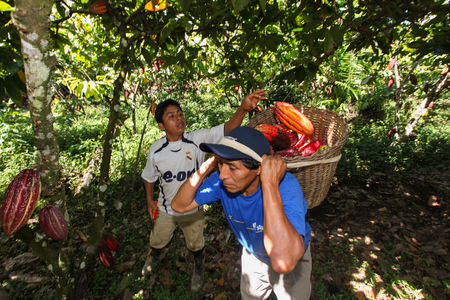 HUAYHUANTILLO, PERU - JUNE 21: A view of people who collect cocoa pods in Huayhuantillo village near Tingo Maria in Peru, 2011.のeditorial素材