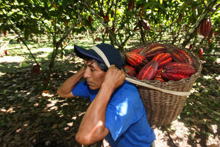 HUAYHUANTILLO, PERU - JUNE 21: A view of people who collect cocoa pods in Huayhuantillo village near Tingo Maria in Peru, 2011.のeditorial素材