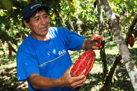 HUAYHUANTILLO, PERU - JUNE 21: A view of people who collect cocoa pods in Huayhuantillo village near Tingo Maria in Peru, 2011.のeditorial素材