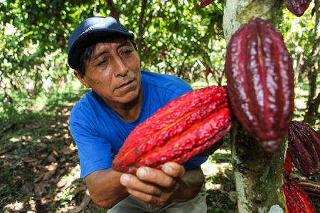HUAYHUANTILLO, PERU - JUNE 21: A view of people who collect cocoa pods in Huayhuantillo village near Tingo Maria in Peru, 2011.のeditorial素材