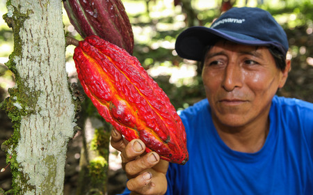 HUAYHUANTILLO, PERU - JUNE 21: A view of people who collect cocoa pods in Huayhuantillo village near Tingo Maria in Peru, 2011.のeditorial素材
