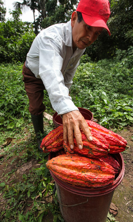 TINGO MARIA, PERU - JUNE 22: A view of the cocoa growers from Naranjillo cooperative in rainforest nearby Tingo Maria in Peru, 2011のeditorial素材