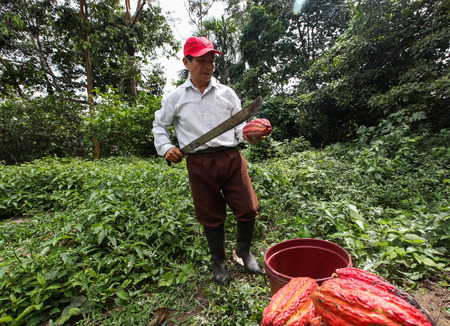 TINGO MARIA, PERU - JUNE 22: A view of the cocoa growers from Naranjillo cooperative in rainforest nearby Tingo Maria in Peru, 2011のeditorial素材