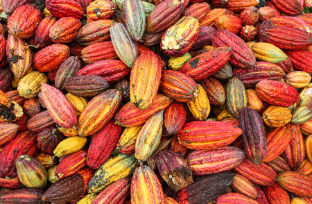 TINGO MARIA, PERU - JUNE 22: A view of the cocoa growers from Naranjillo cooperative in rainforest nearby Tingo Maria in Peru, 2011のeditorial素材