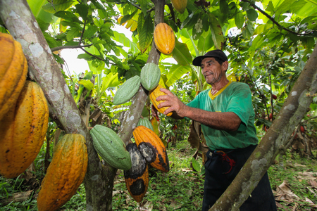 TINGO MARIA, PERU - JUNE 22: A view of the cocoa growers from Naranjillo cooperative in rainforest nearby Tingo Maria in Peru, 2011のeditorial素材