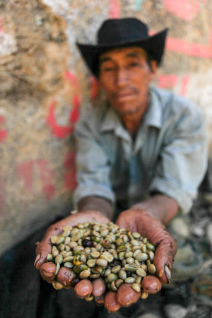 PIURA, PERU - JUNE 28: Peruvian guy is showing a handful of coffee beans near the city of Piura, region called Jijili. In the north of Peru, 2011.のeditorial素材