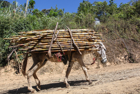 PIURA, PERU - JUNE 28: View of a donkey which carries a bundle of sugarcane near the city of Piura, region called Jijili. In the north of Peru, 2011.のeditorial素材