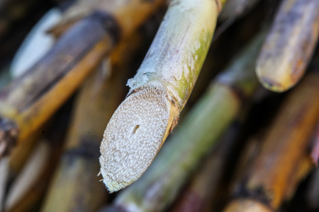 A detail view of bundles of sugarcane captured near the city of Piura, region called Jijili. In the north of Peru 2011.の写真素材