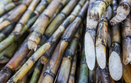 A detail view of bundles of sugarcane captured near the city of Piura, region called Jijili. In the north of Peru 2011.の写真素材