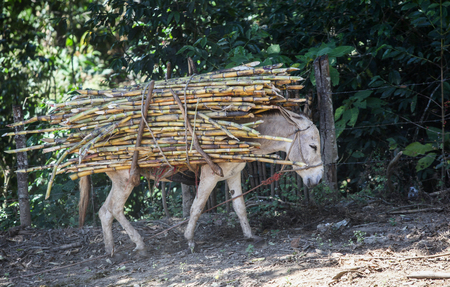PIURA, PERU - JUNE 28: View of a donkey which carries a bundle of sugarcane near the city of Piura, region called Jijili. In the north of Peru, 2011.の写真素材