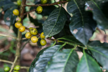 A detail of coffee cherries on a tree captured near the city of Piura, region called Jijili. In the north of Peru, 2011.の写真素材