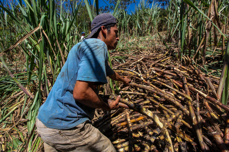 PIURA, PERU - JUNE 28: A peruvian man reaps pieces of sugar cane near the city of Piura, region called Jijili. In the north of Peru, 2011.のeditorial素材