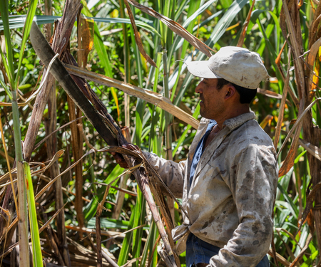 PIURA, PERU - JUNE 28: A peruvian man reaps pieces of sugar cane near the city of Piura, region called Jijili. In the north of Peru, 2011.のeditorial素材