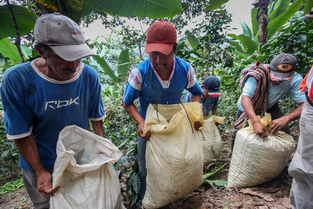 PIURA, PERU - JUNE 28: peruvian men tie bags filled with coffee cherries near the city of Piura, region called Jijili. In the north of Peru, 2011.のeditorial素材