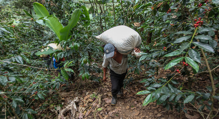 PIURA, PERU - JUNE 28: peruvian men transfer bags filled with coffee cherries near the city of Piura, region called Jijili. In the north of Peru, 2011.のeditorial素材