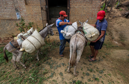 PIURA, PERU - JUNE 28: peruvian men transfer bags filled with coffee cherries near the city of Piura, region called Jijili. In the north of Peru, 2011.のeditorial素材
