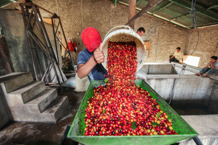 PIURA, PERU - JUNE 28: peruvian man operates a machine for coffee cherries processing near the city of Piura, region called Jijili. In the north of Peru, 2011.のeditorial素材