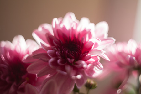 chrysanthemum pink photoの写真素材